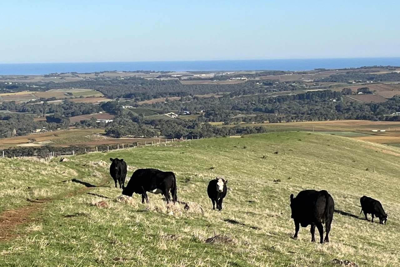 1205 Range Road, Mclaren Flat For Sale by Farmbuy.com - image 28