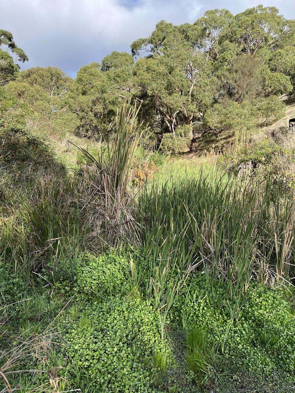 1205 Range Road, Mclaren Flat For Sale by Farmbuy.com - image 33