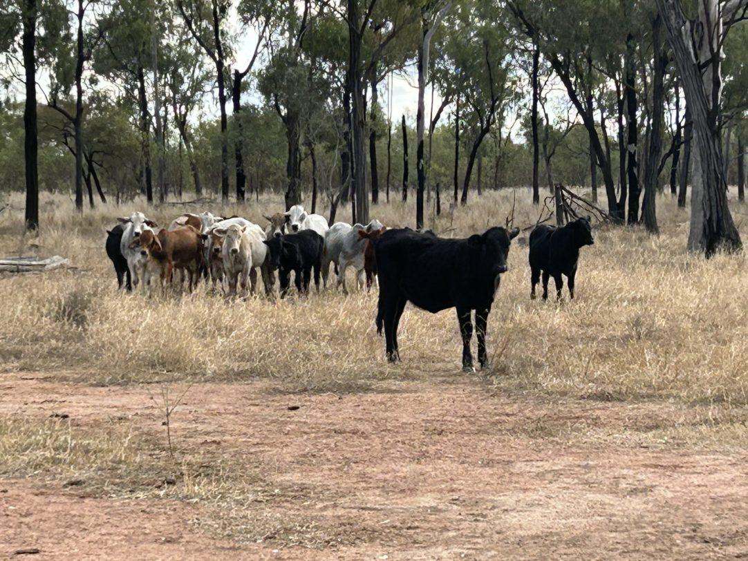 Albert Street, Duaringa For Sale by Farmbuy.com - image 17
