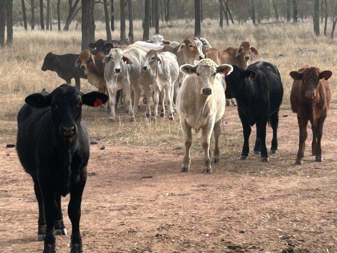 Albert Street, Duaringa For Sale by Farmbuy.com - image 20