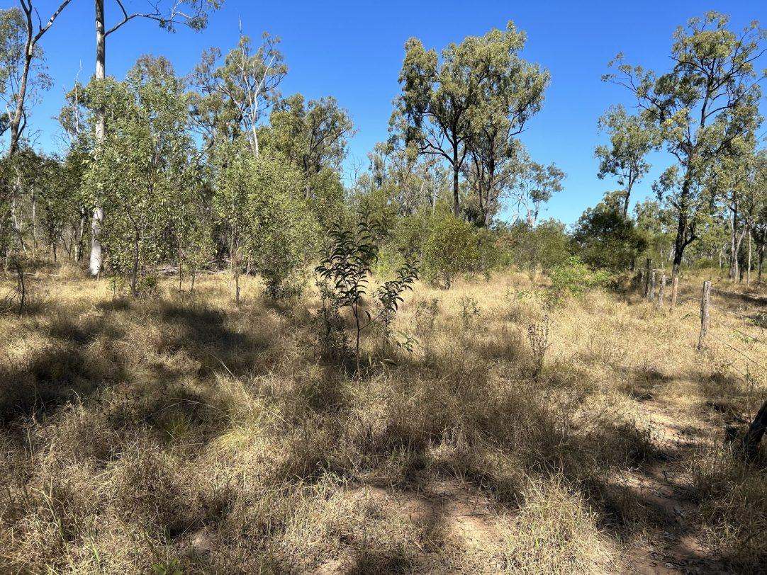 Albert Street, Duaringa For Sale by Farmbuy.com - image 8