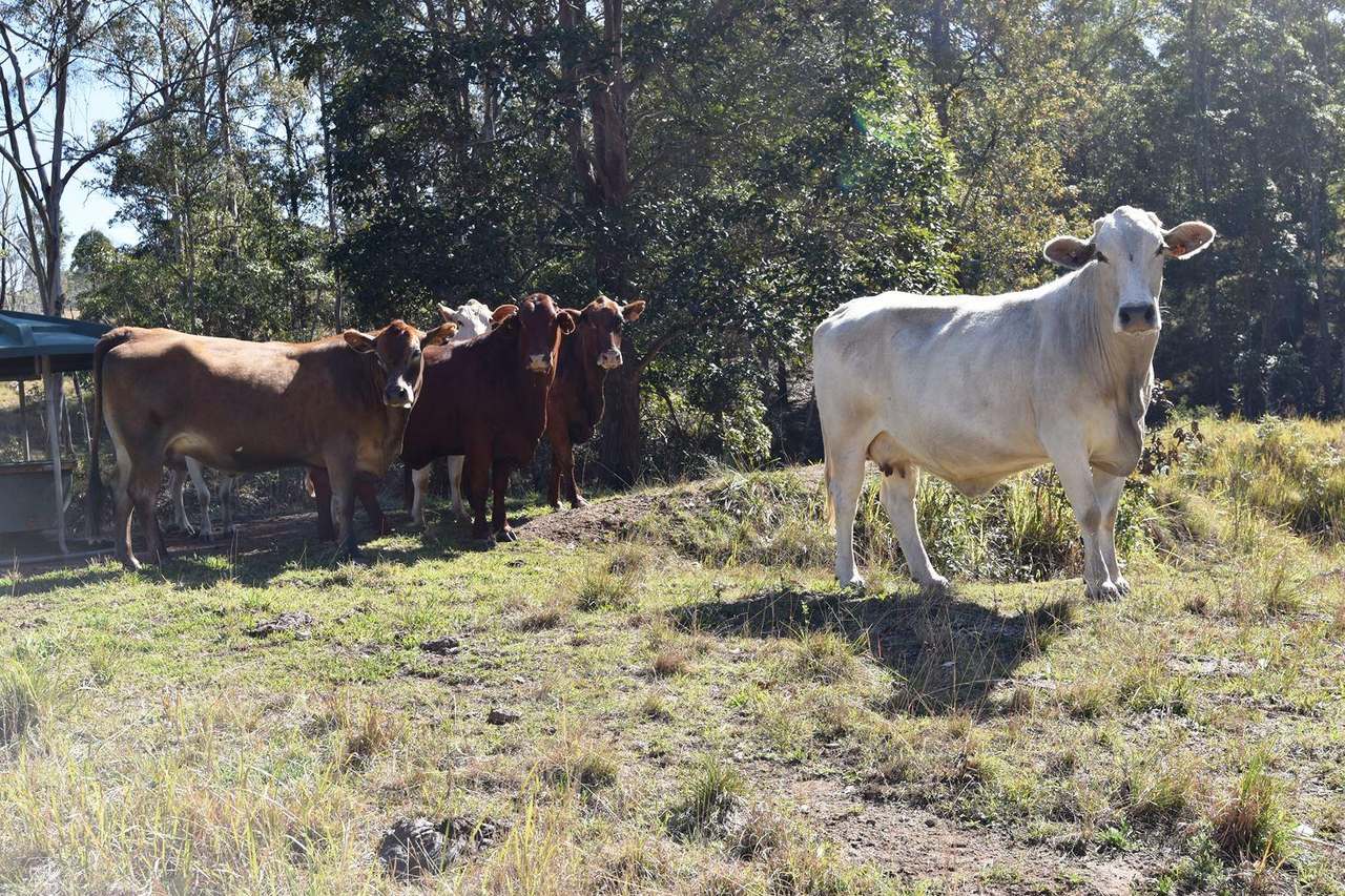 Louisavale Road, Monsildale via Kilcoy Sold by Farmbuy.com - image 2
