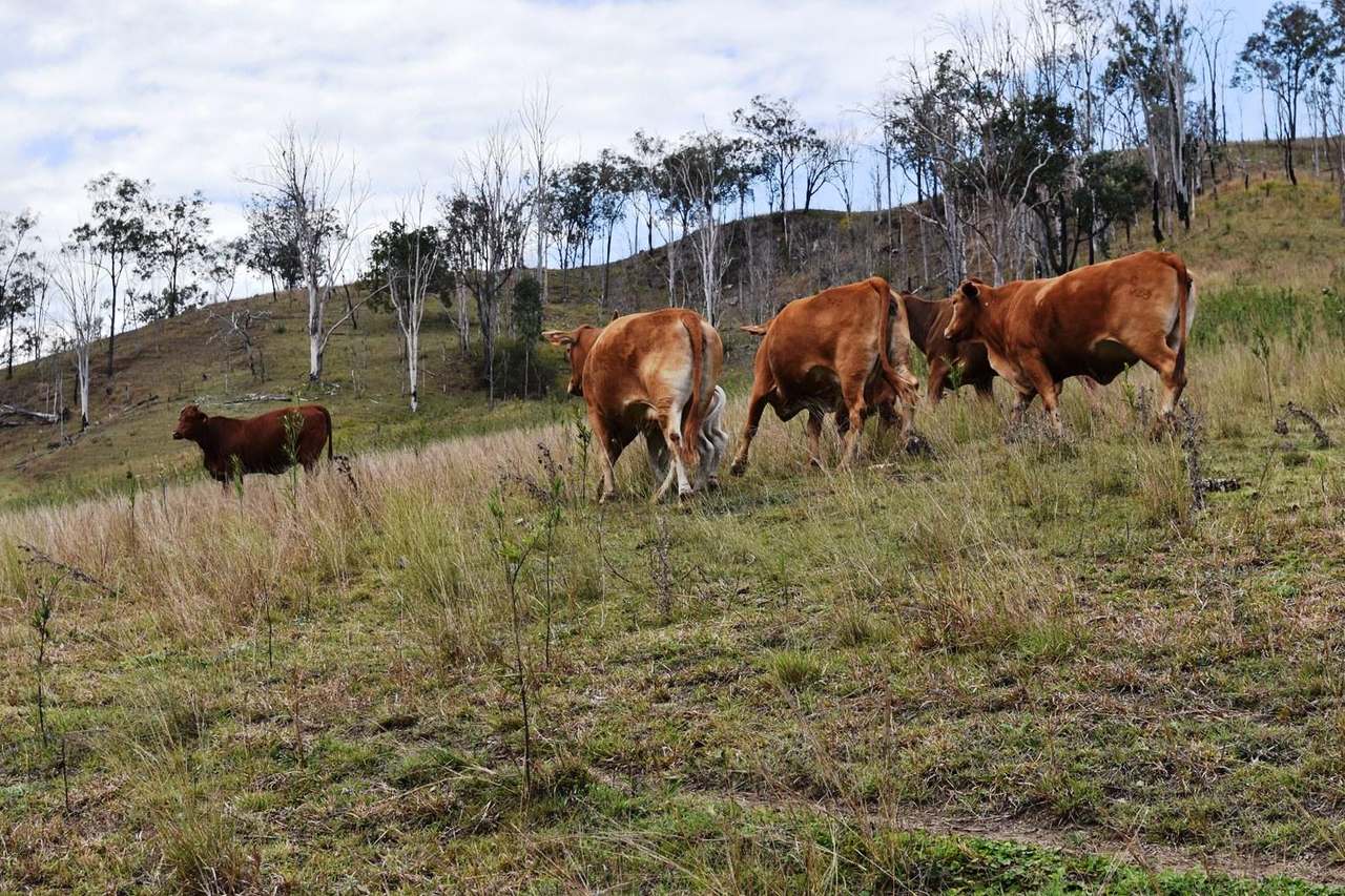 Louisavale Road, Monsildale via Kilcoy Sold by Farmbuy.com - image 5