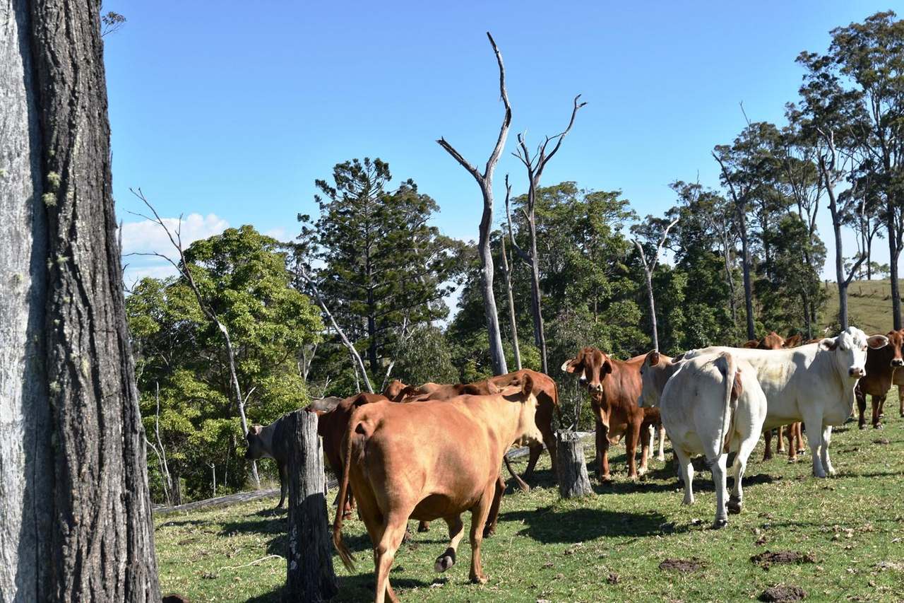 Louisavale Road, Monsildale via Kilcoy Sold by Farmbuy.com - image 3