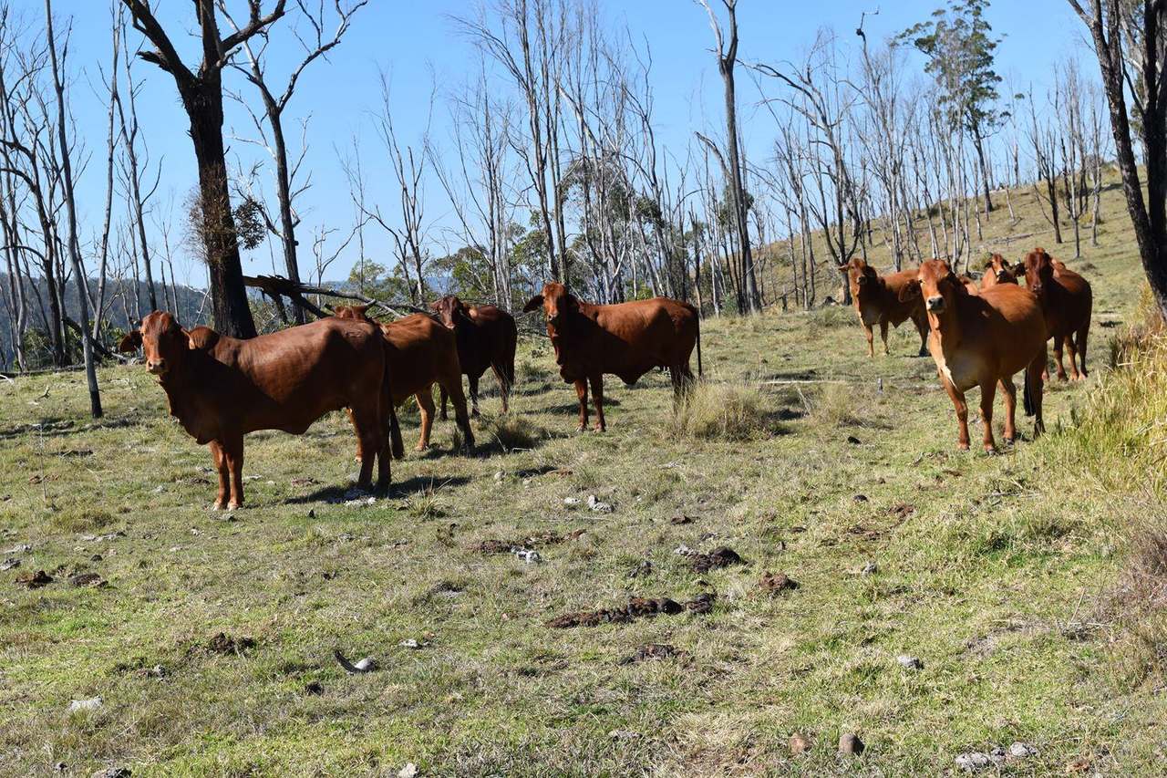 Louisavale Road, Monsildale via Kilcoy Sold by Farmbuy.com - image 4