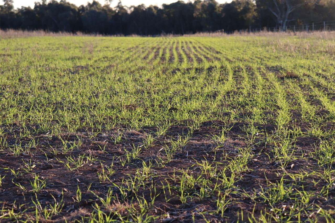 Gunning Road, Forbes For Sale by Farmbuy.com - image 23