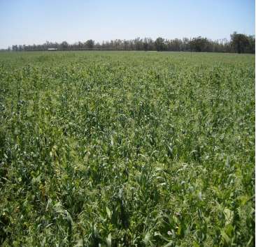 Gunning Road, Forbes For Sale by Farmbuy.com - image 33
