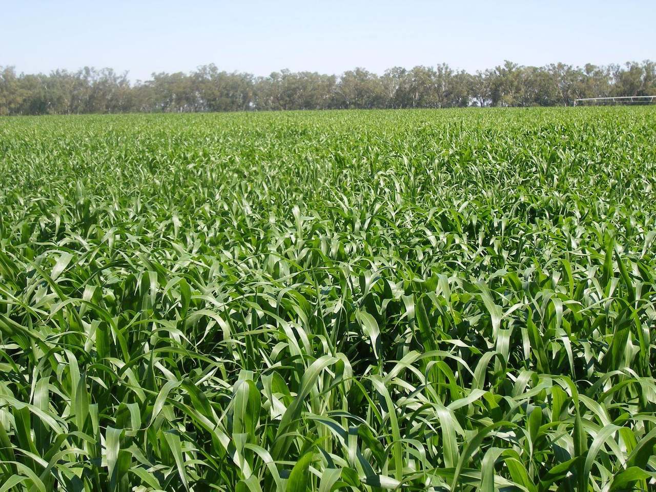 Gunning Road, Forbes For Sale by Farmbuy.com - image 36