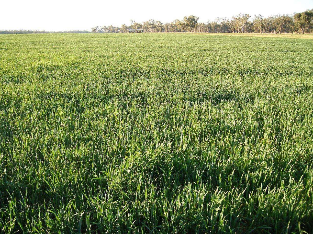 Gunning Road, Forbes For Sale by Farmbuy.com - image 9