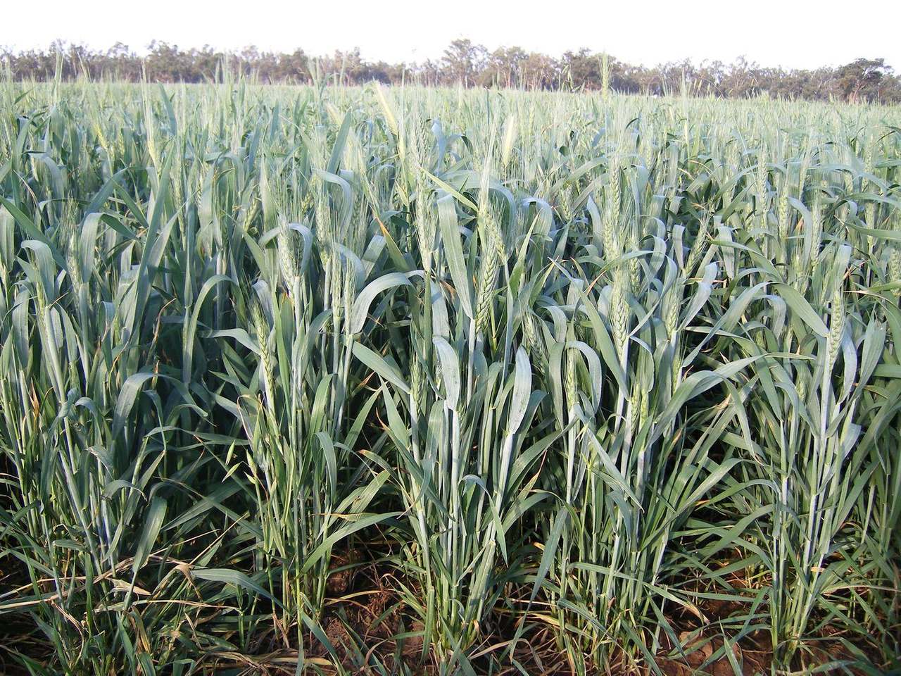 Gunning Road, Forbes For Sale by Farmbuy.com - image 32