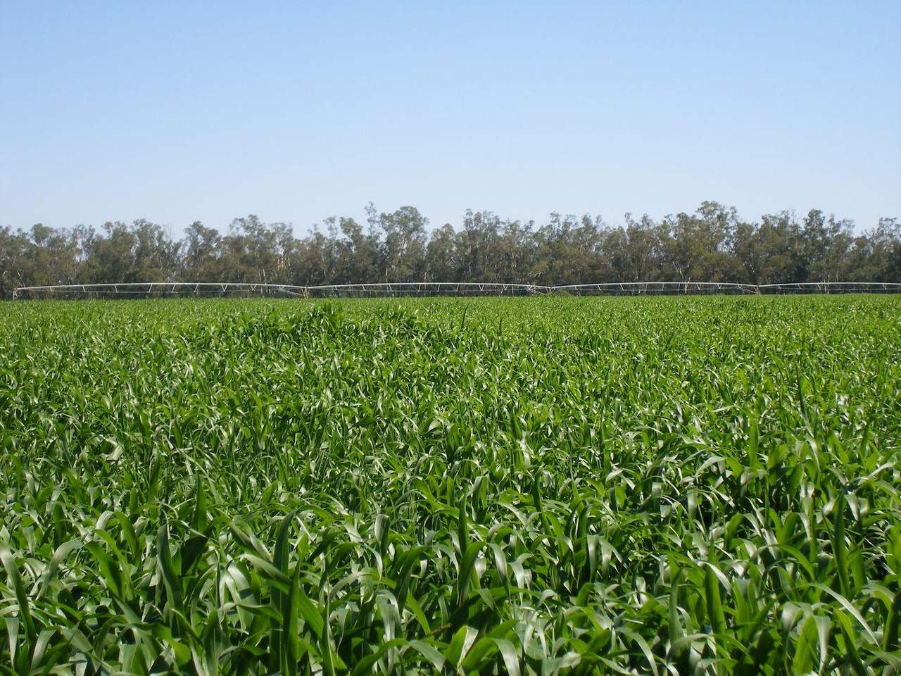 Gunning Road, Forbes For Sale by Farmbuy.com - image 14