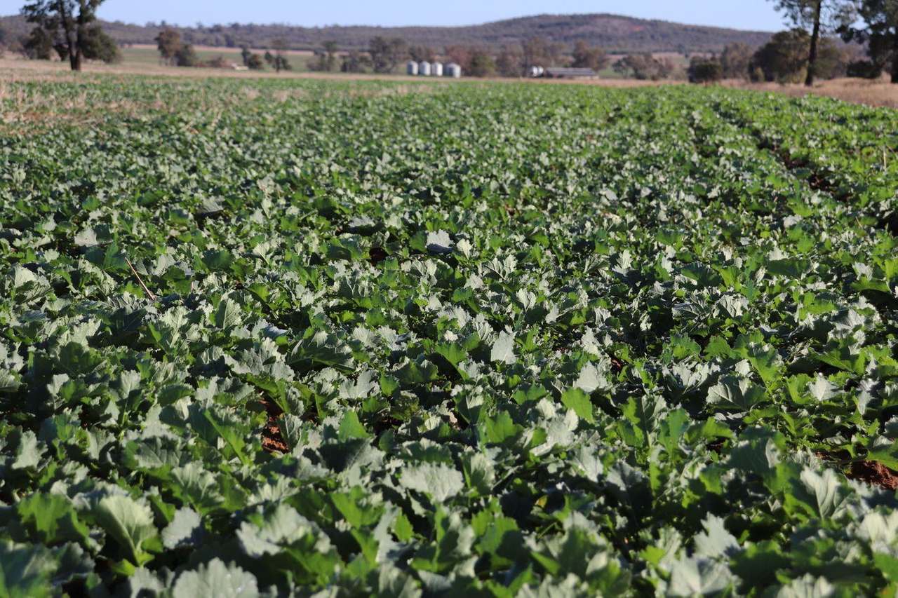 Crowley Road, Trundle For Sale by Farmbuy.com - image 10