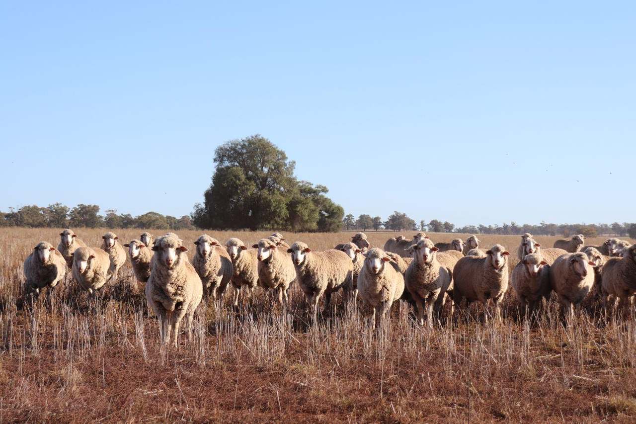 Crowley Road, Trundle For Sale by Farmbuy.com - image 15