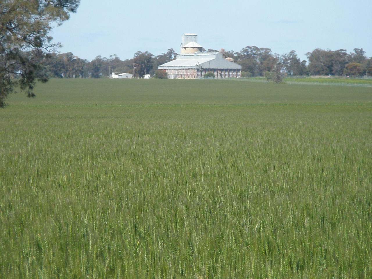 Crowley Road, Trundle For Sale by Farmbuy.com - image 54