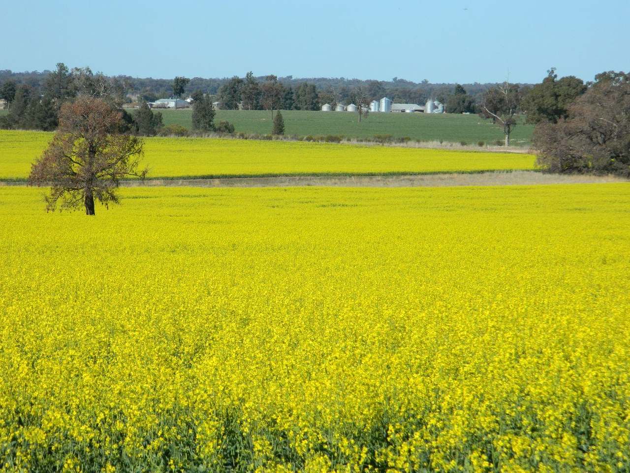 Crowley Road, Trundle For Sale by Farmbuy.com - image 36