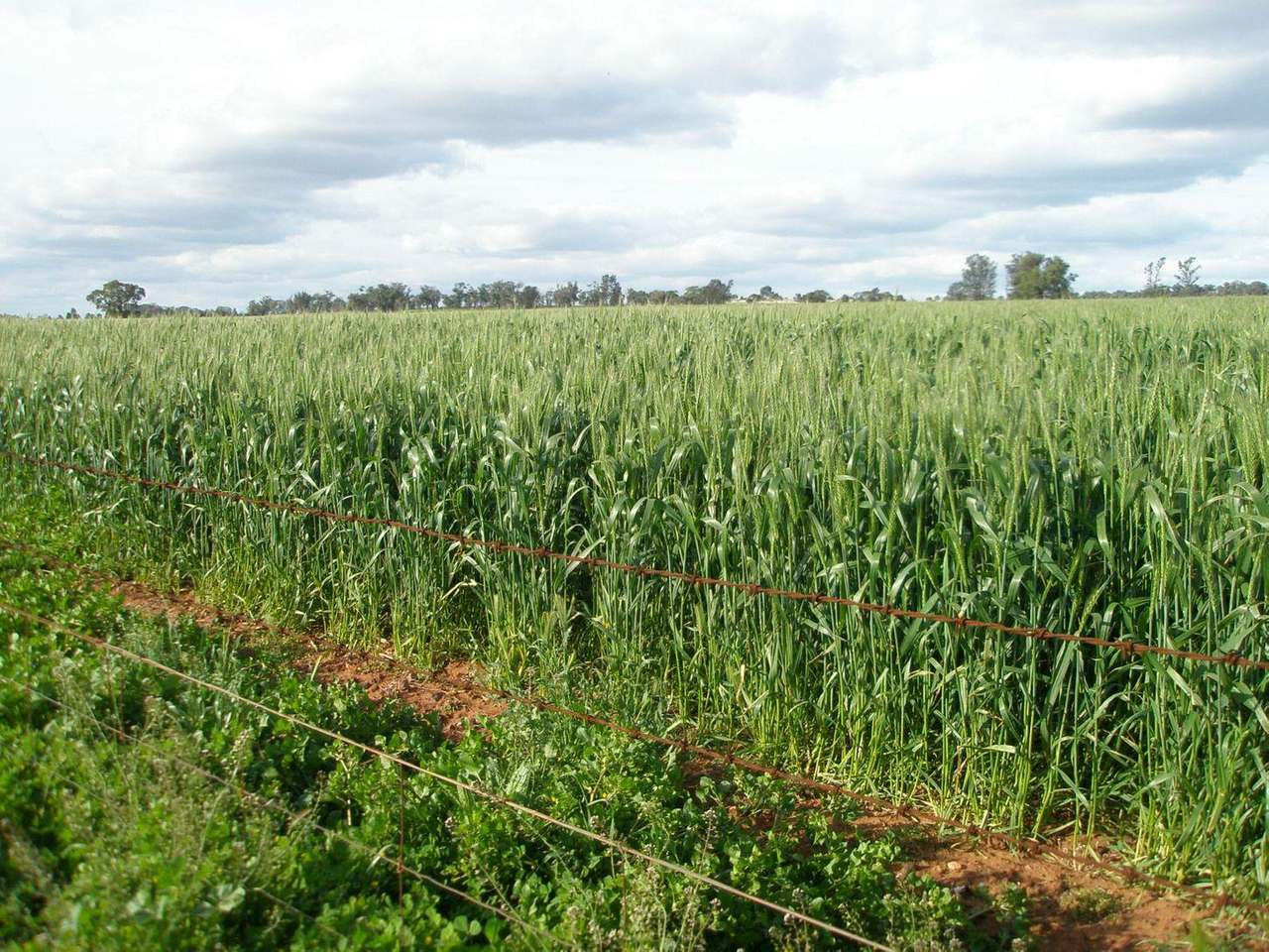 Crowley Road, Trundle For Sale by Farmbuy.com - image 9