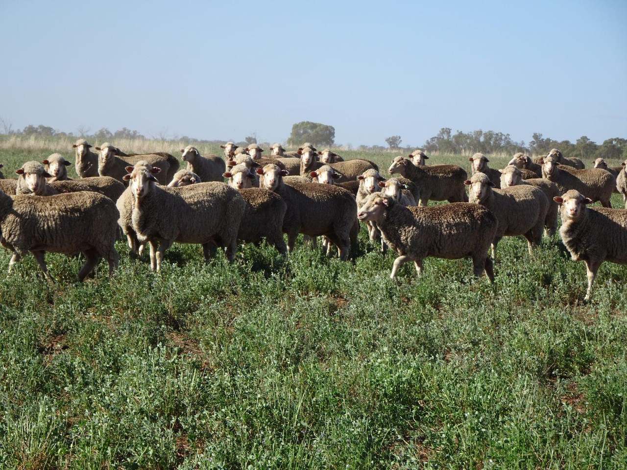Crowley Road, Trundle For Sale by Farmbuy.com - image 3