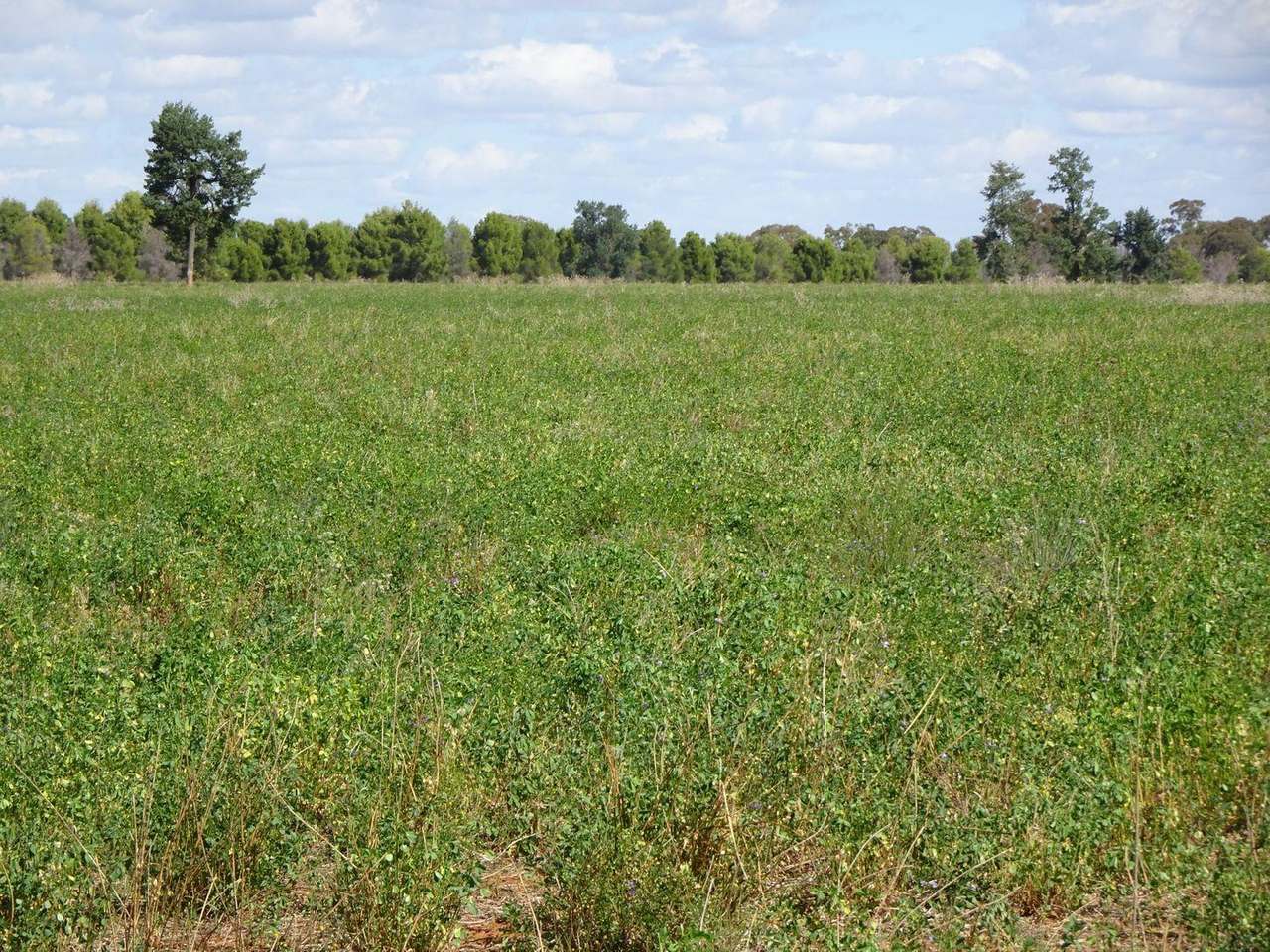 Crowley Road, Trundle For Sale by Farmbuy.com - image 40