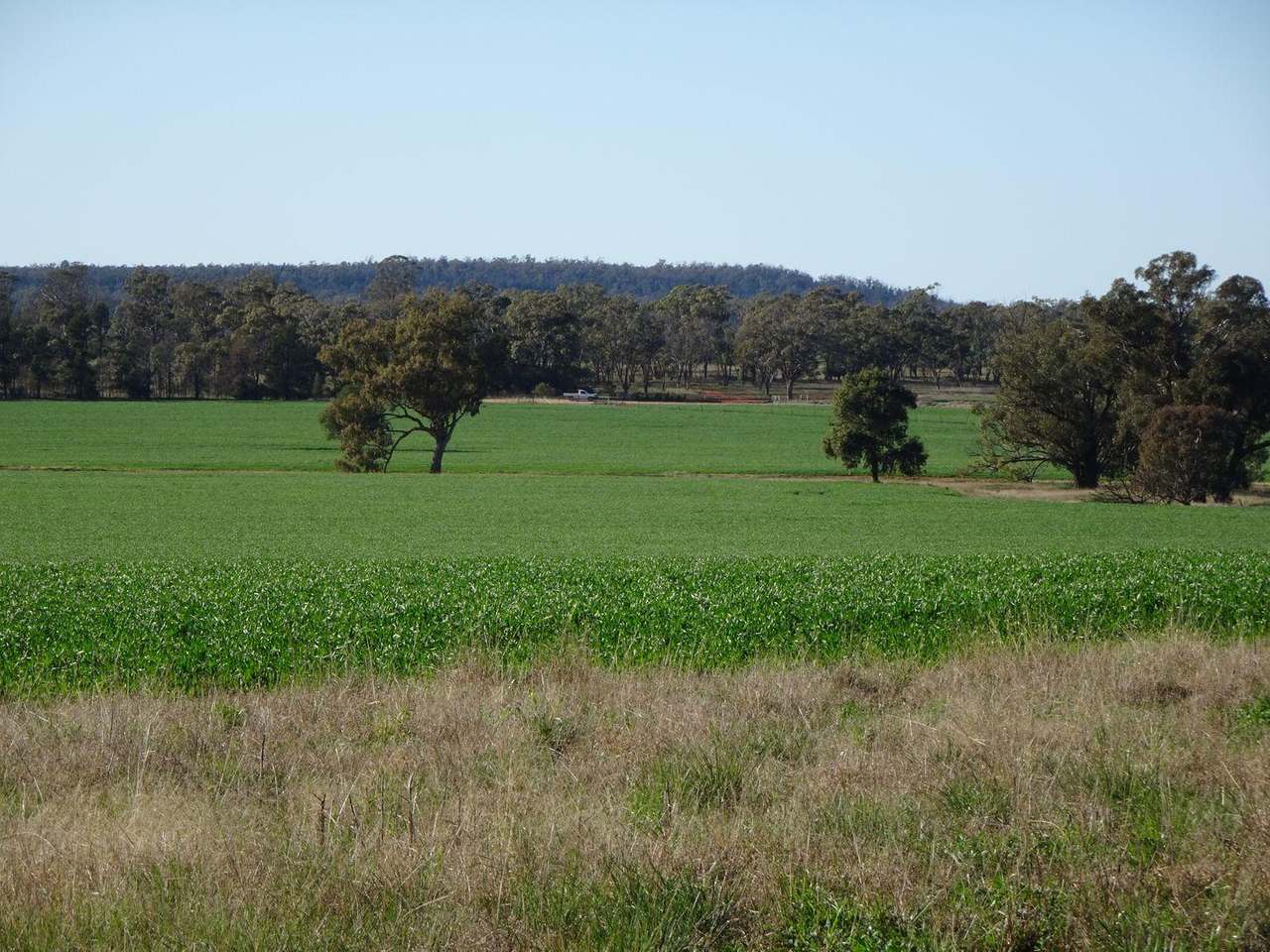 Crowley Road, Trundle For Sale by Farmbuy.com - image 11