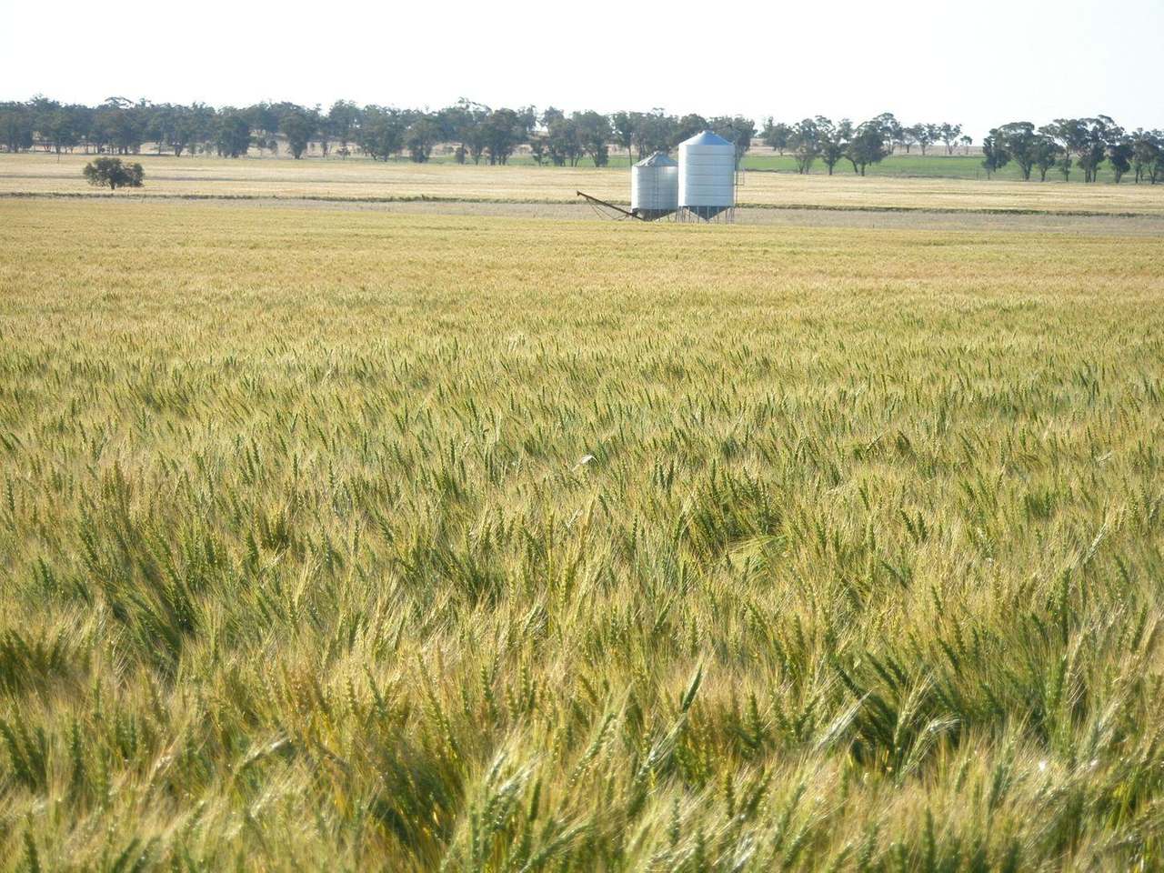Crowley Road, Trundle For Sale by Farmbuy.com - image 14