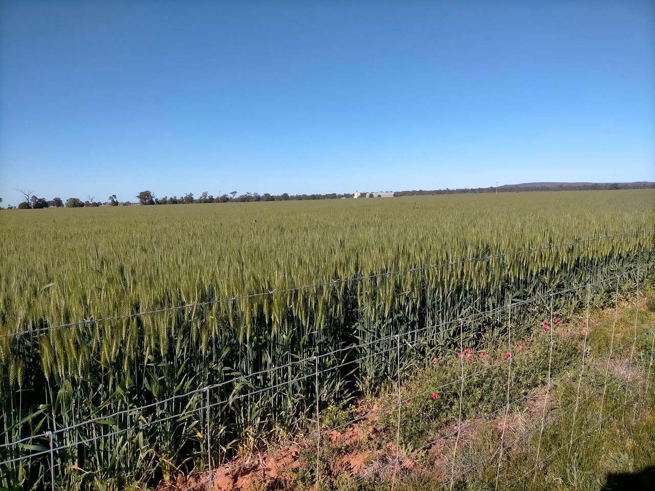 Crowley Road, Trundle For Sale by Farmbuy.com - image 2