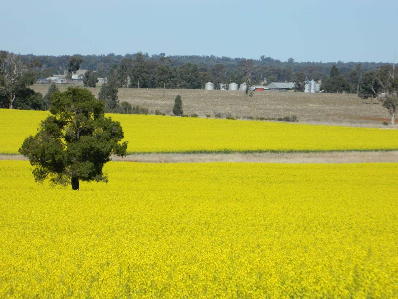 Crowley Road, Trundle For Sale by Farmbuy.com - image 4