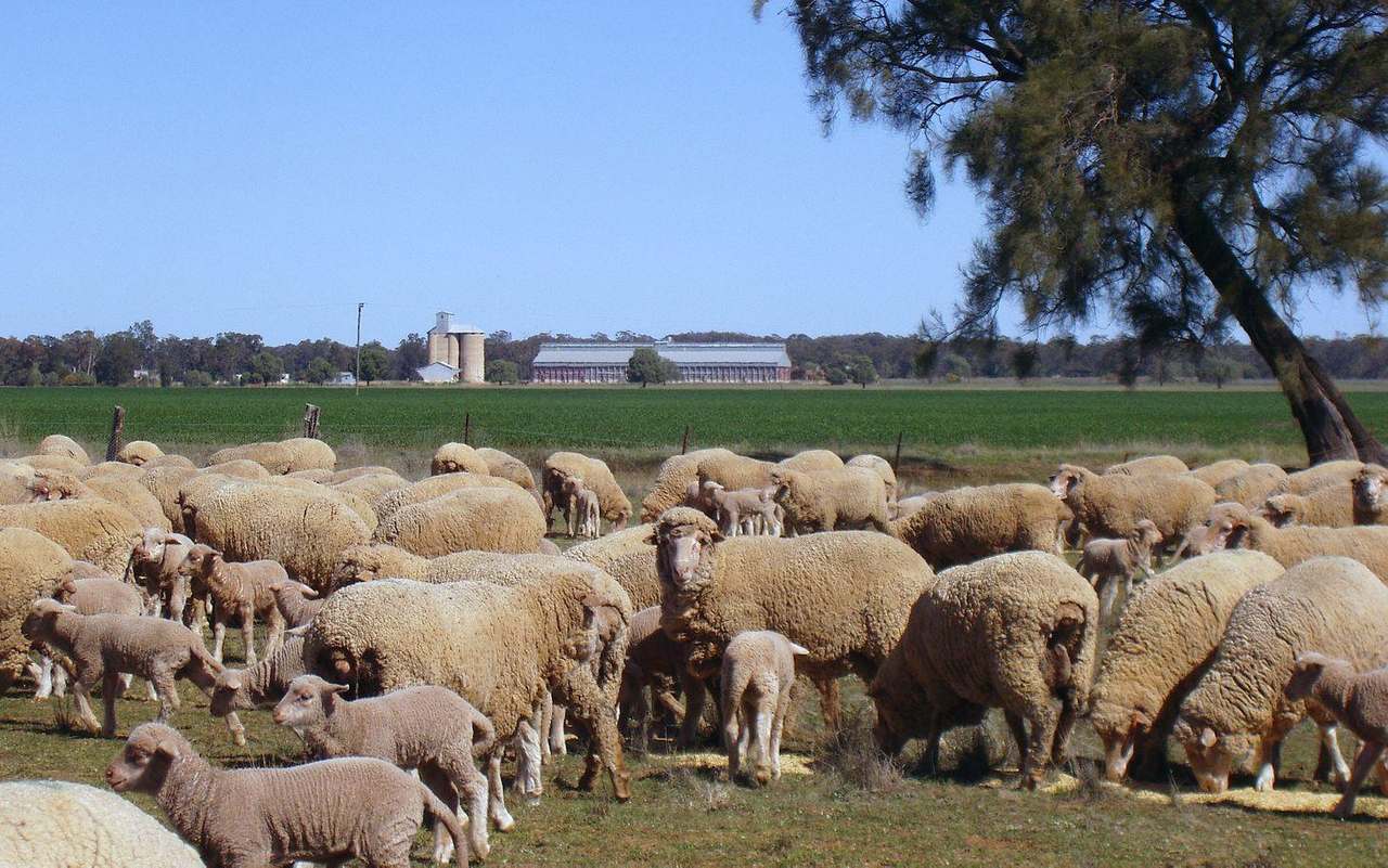 Crowley Road, Trundle For Sale by Farmbuy.com - image 16