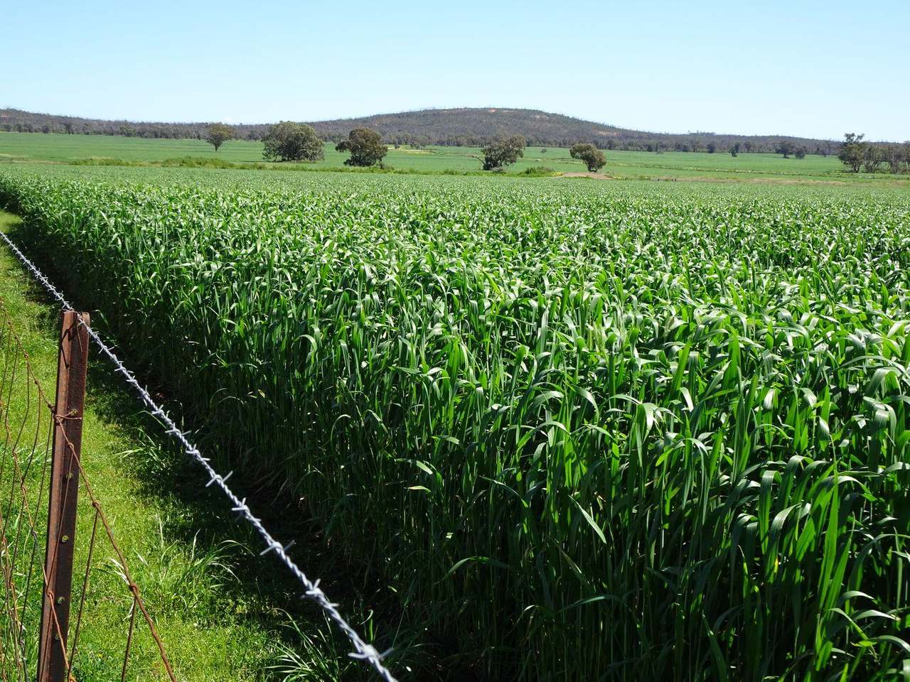 Crowley Road, Trundle For Sale by Farmbuy.com - image 57
