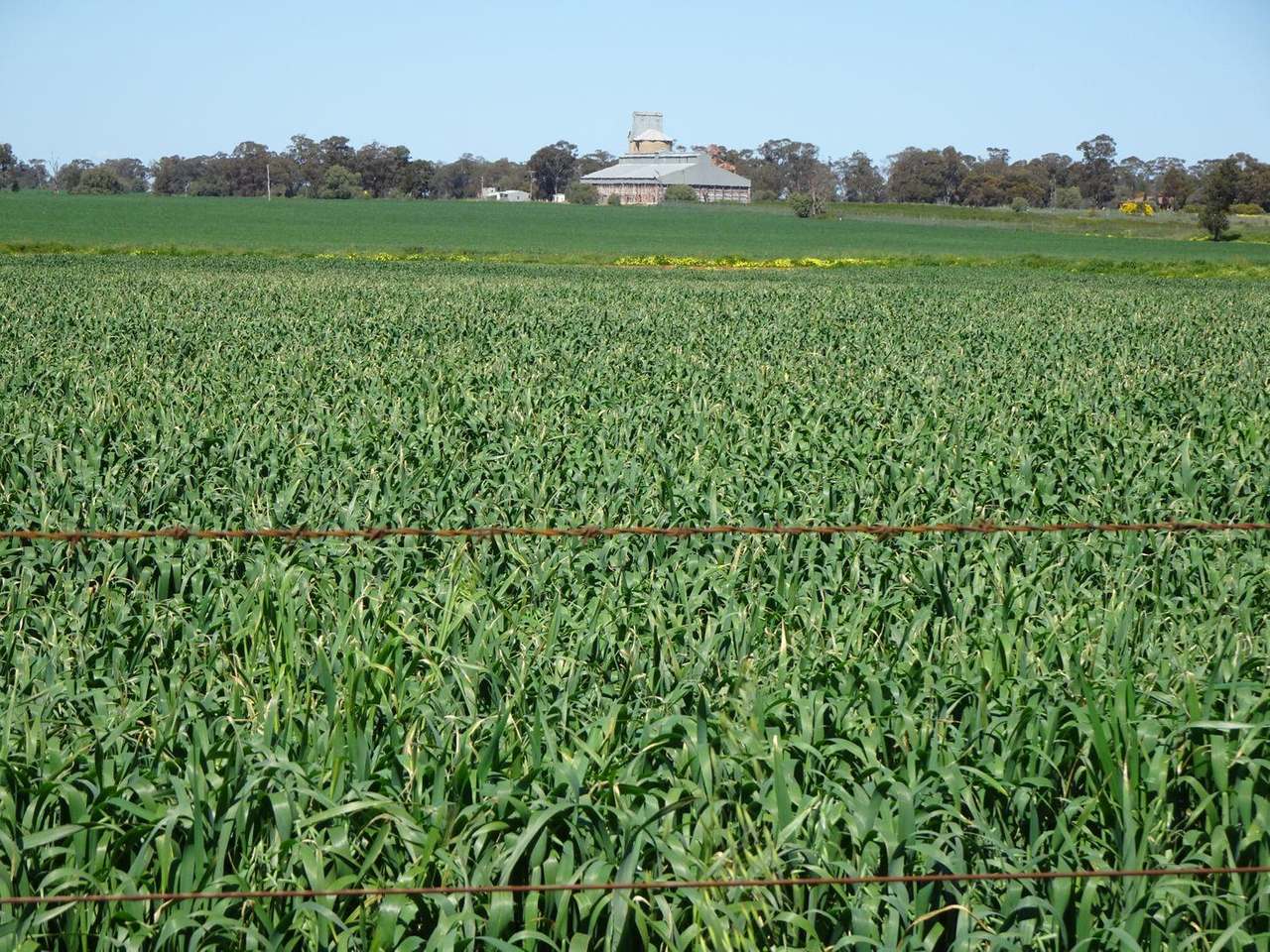 Crowley Road, Trundle For Sale by Farmbuy.com - image 53
