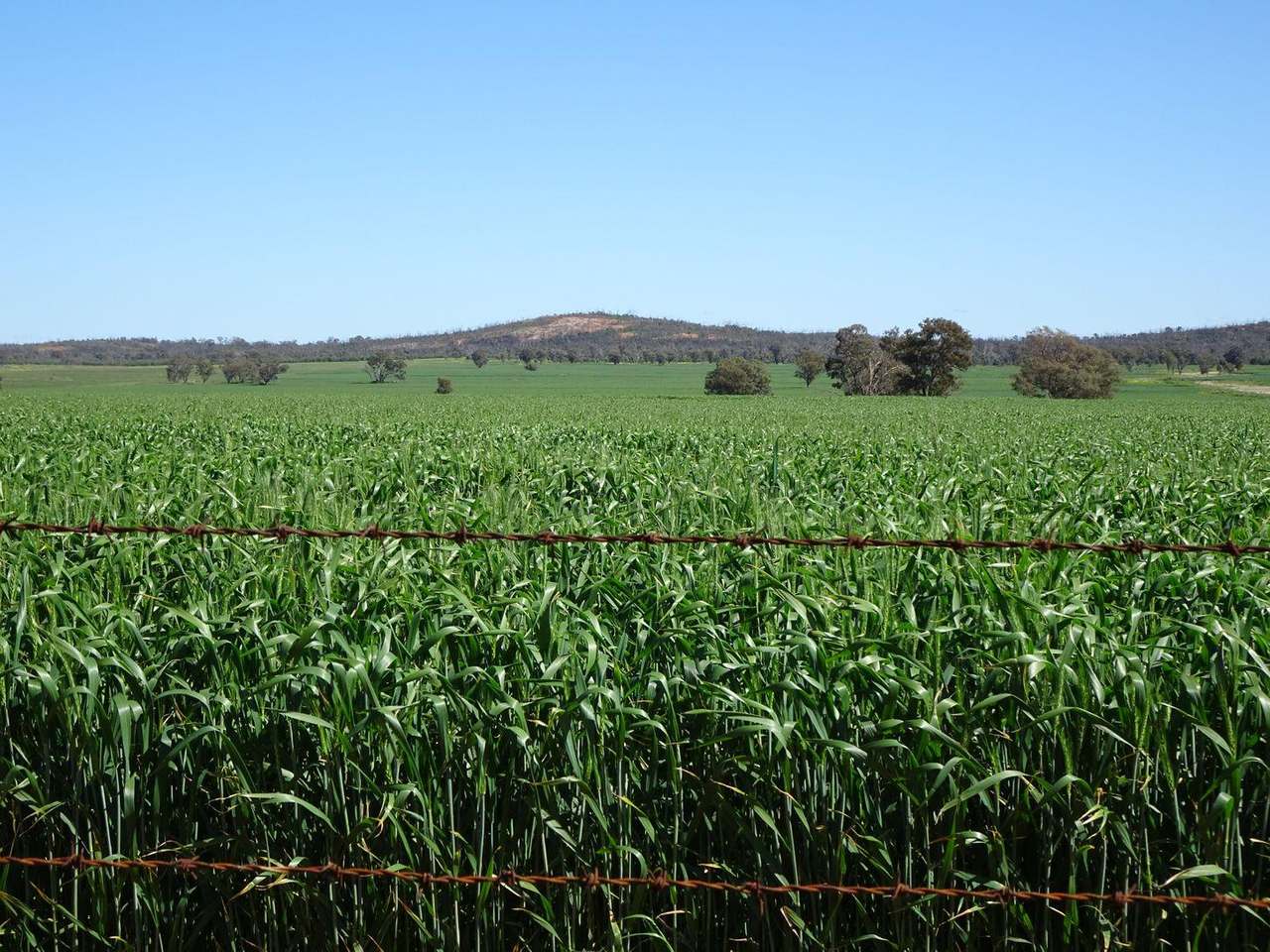 Crowley Road, Trundle For Sale by Farmbuy.com - image 17
