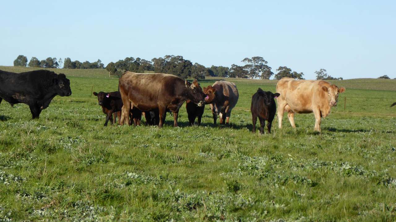 "Lucanda" 9950 Dukes Highway , Tintinara Sold by Farmbuy.com - image 3