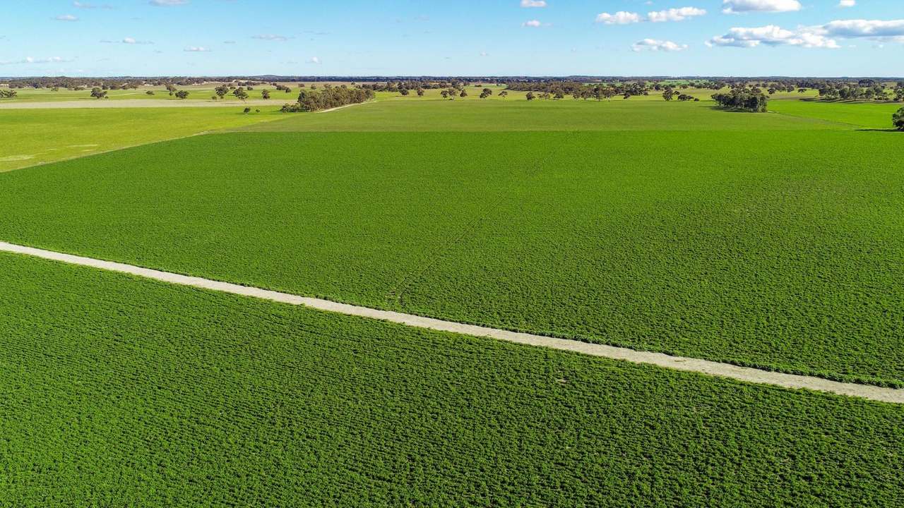 "Lucanda" 9950 Dukes Highway , Tintinara Sold by Farmbuy.com - image 16