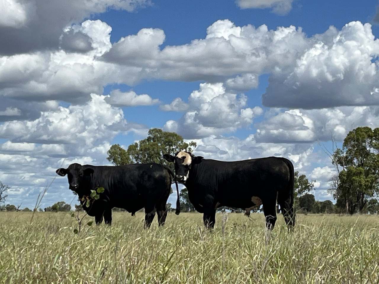 13724 Mitchell Saint George Rd, St George For Sale by Farmbuy.com - image 5