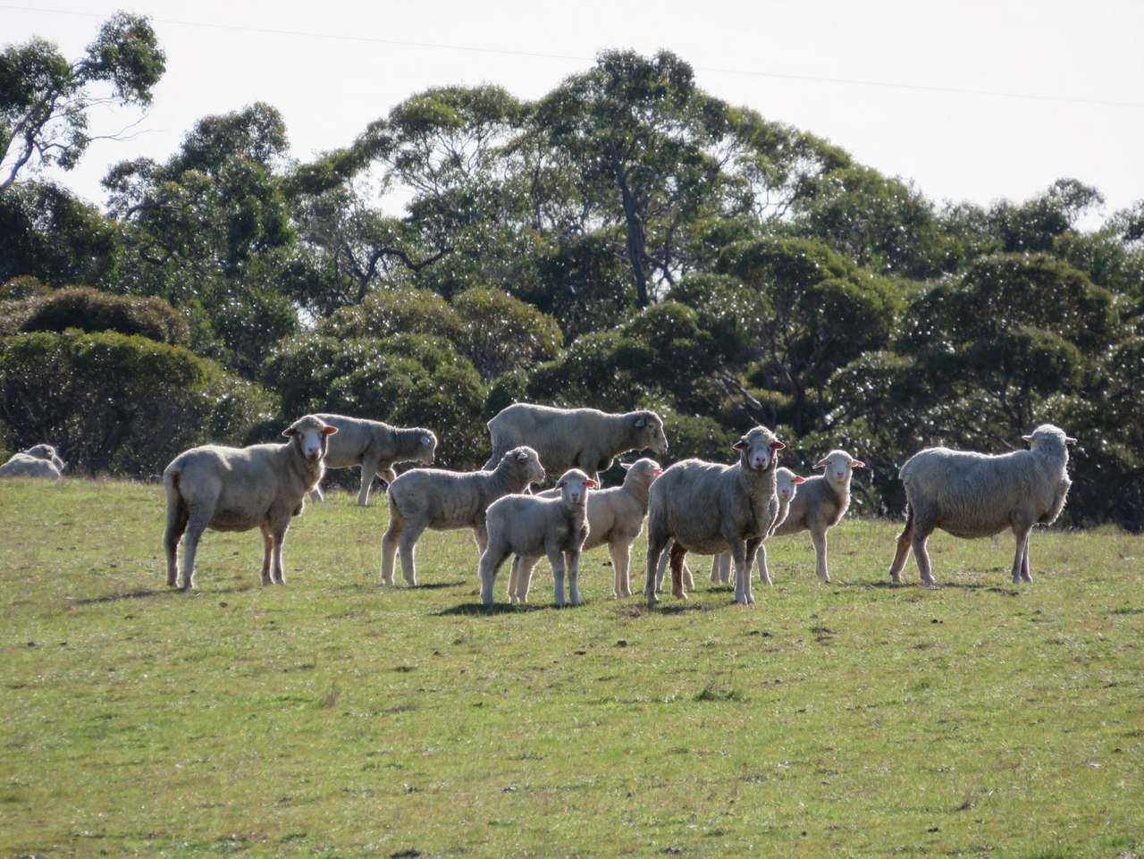 "Tamboore" 1467 Dark Island Well Road, Keith For Sale by Farmbuy.com - image 4