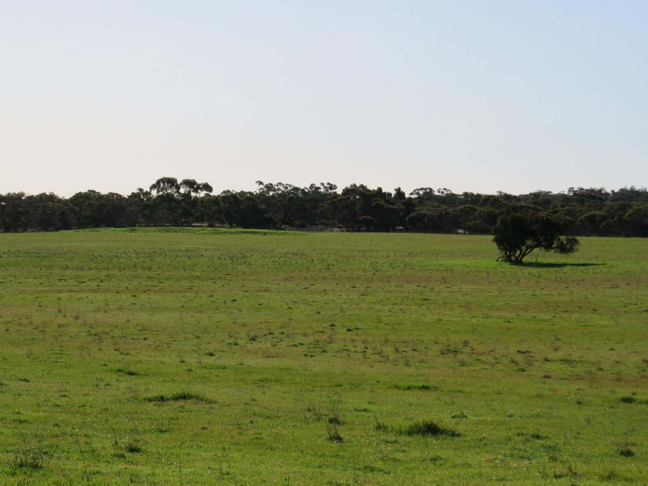 "Tamboore" 1467 Dark Island Well Road, Keith For Sale by Farmbuy.com - image 9