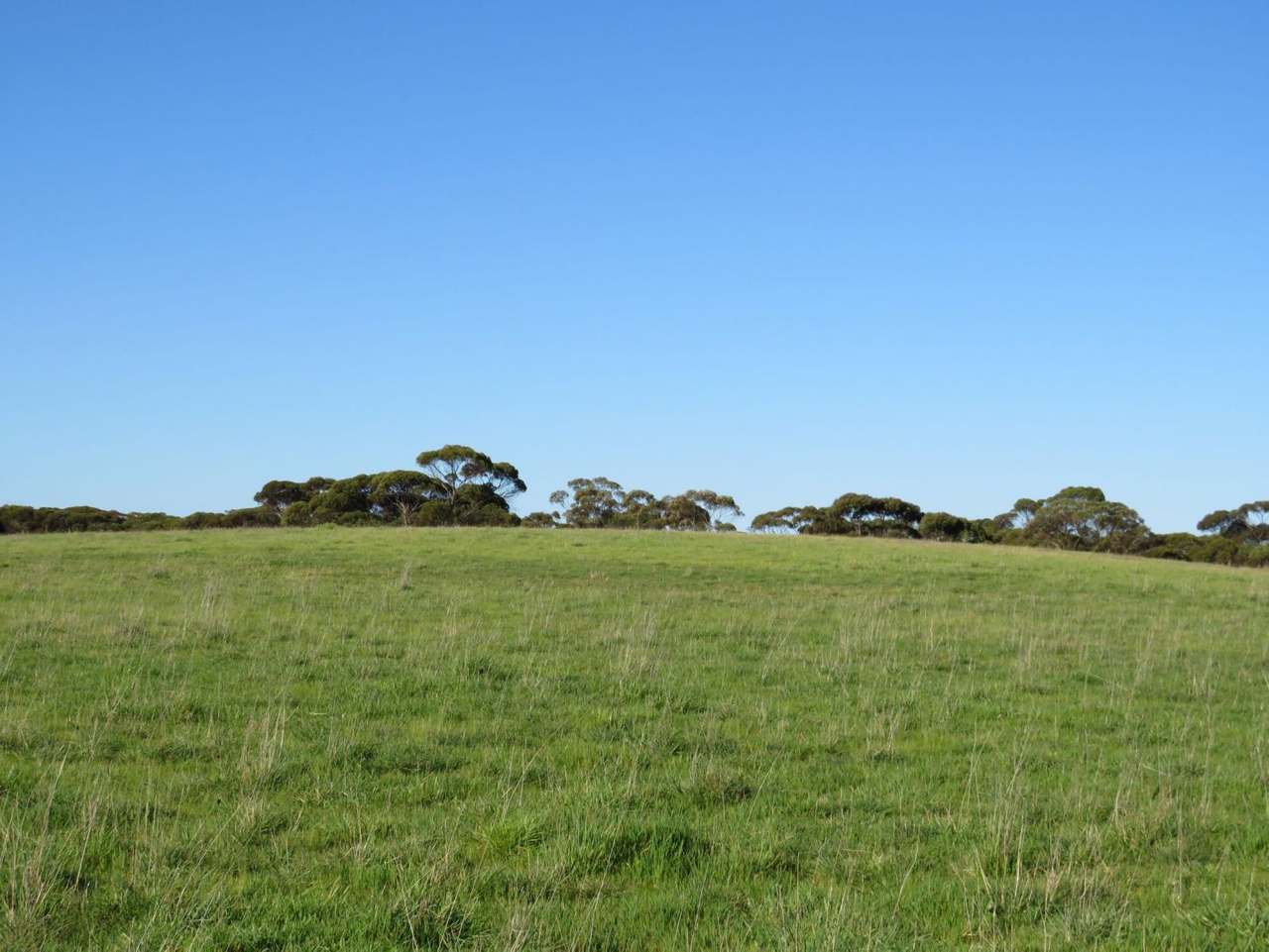 "Tamboore" 1467 Dark Island Well Road, Keith For Sale by Farmbuy.com - image 7