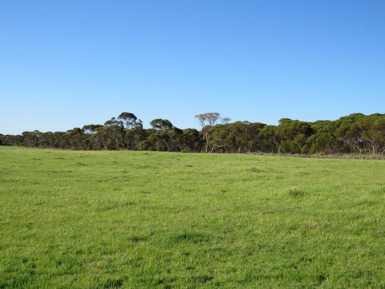 "Tamboore" 1467 Dark Island Well Road, Keith For Sale by Farmbuy.com - image 2