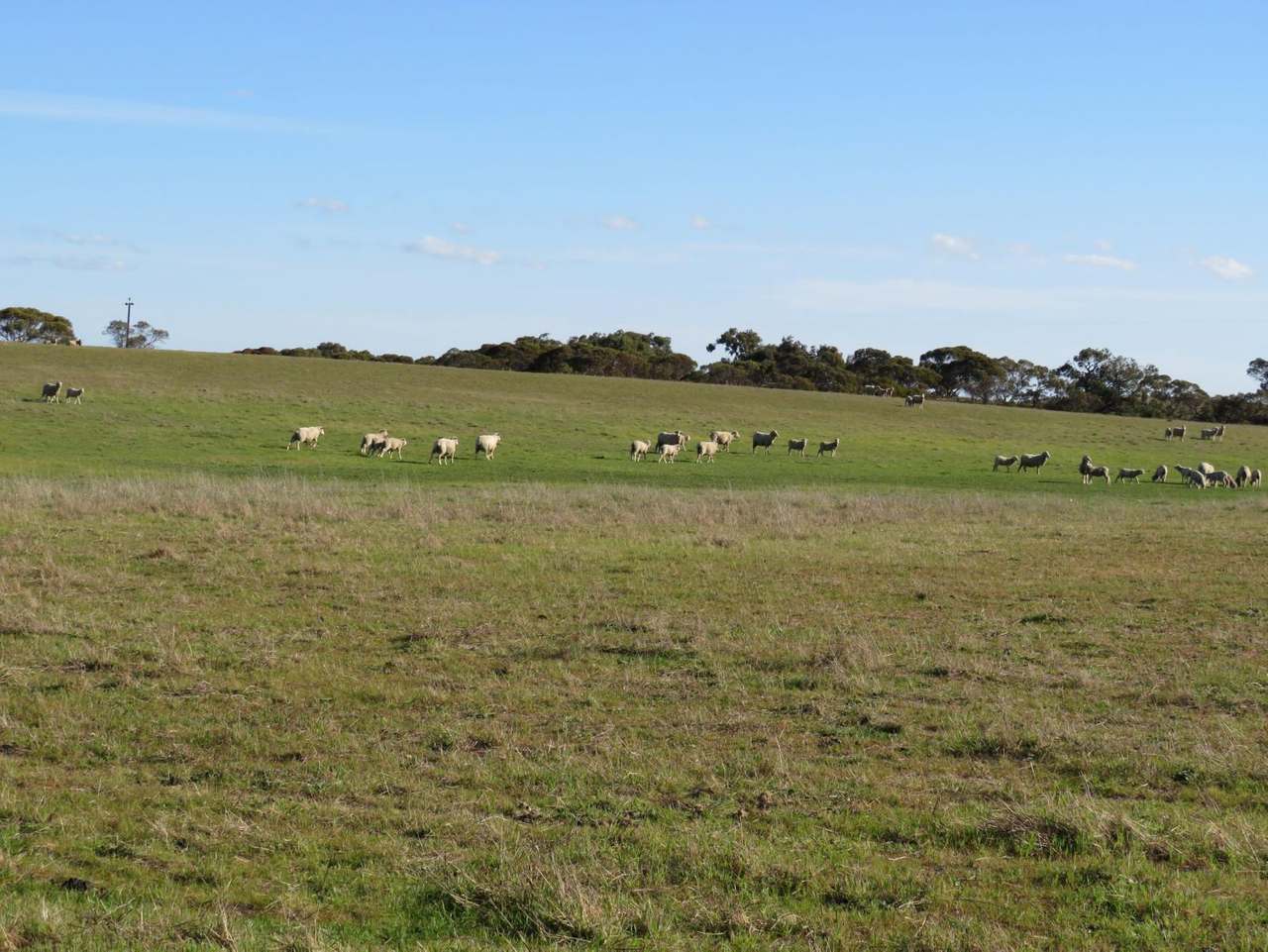 "Tamboore" 1467 Dark Island Well Road, Keith For Sale by Farmbuy.com - image 5