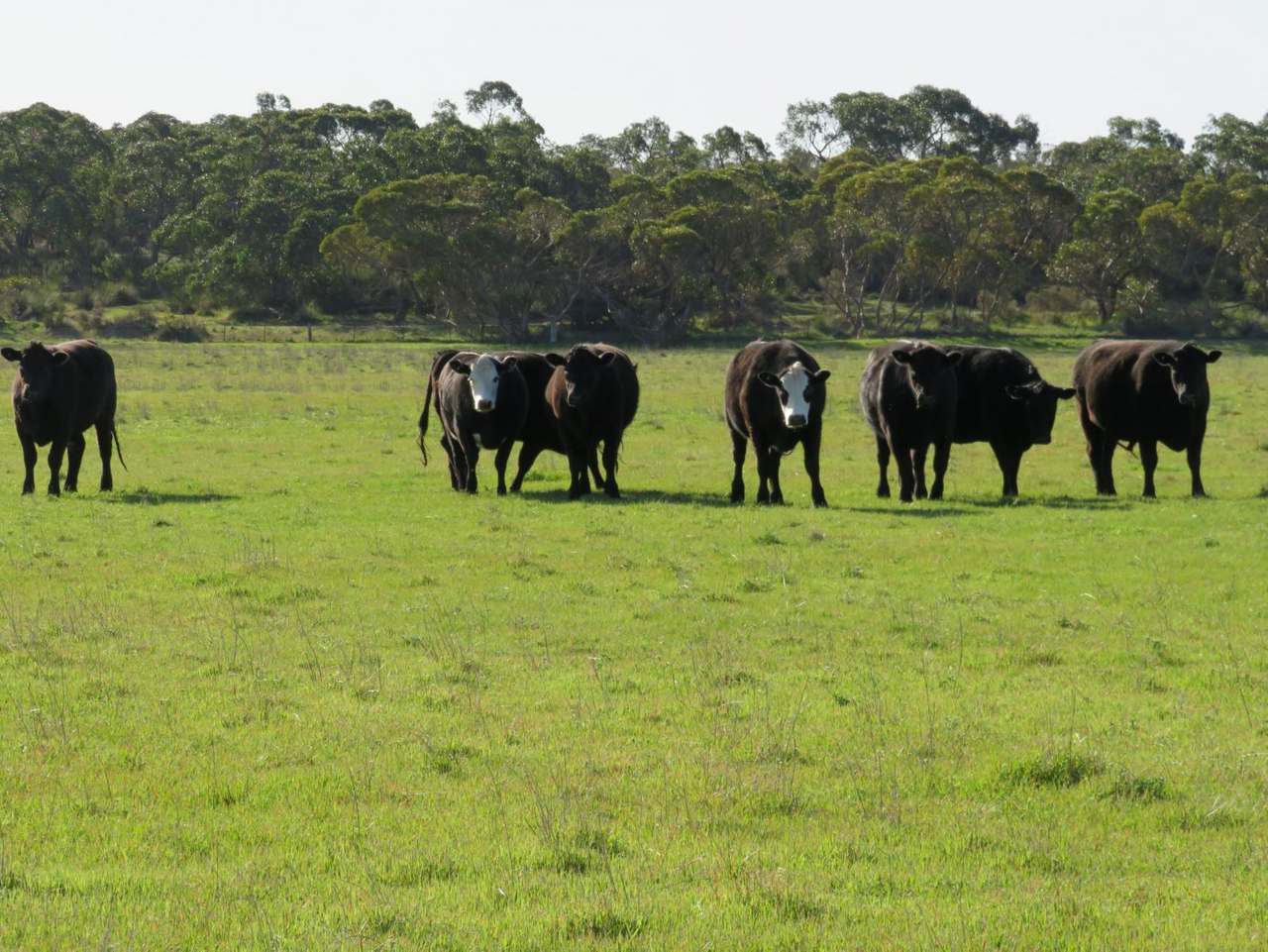 "Tamboore" 1467 Dark Island Well Road, Keith For Sale by Farmbuy.com - image 6