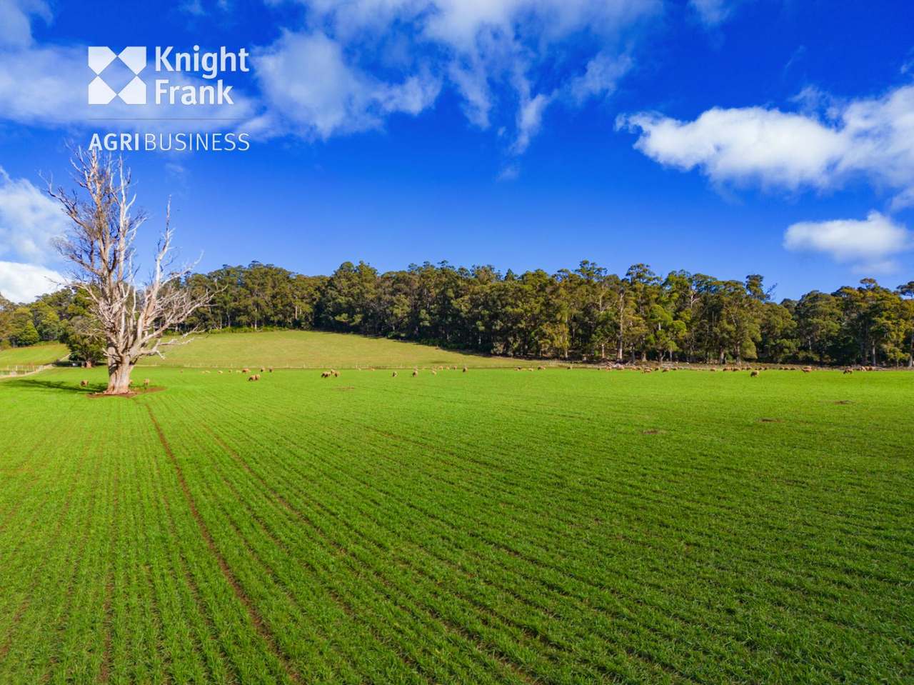 137 Sharmans Road, Dunorlan Sold by Farmbuy.com - image 6