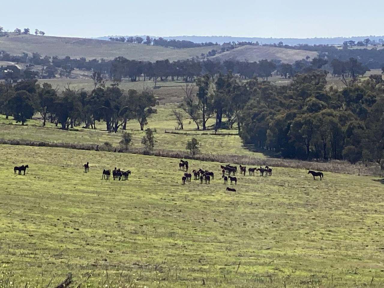380 Bidgeeribbin Road, Bathurst For Sale by Farmbuy.com - image 30