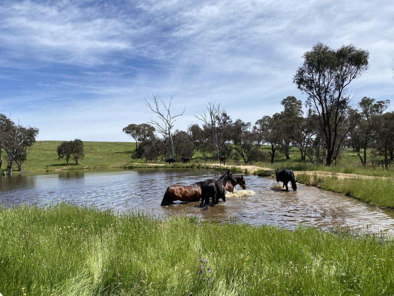 380 Bidgeeribbin Road, Bathurst For Sale by Farmbuy.com - image 16