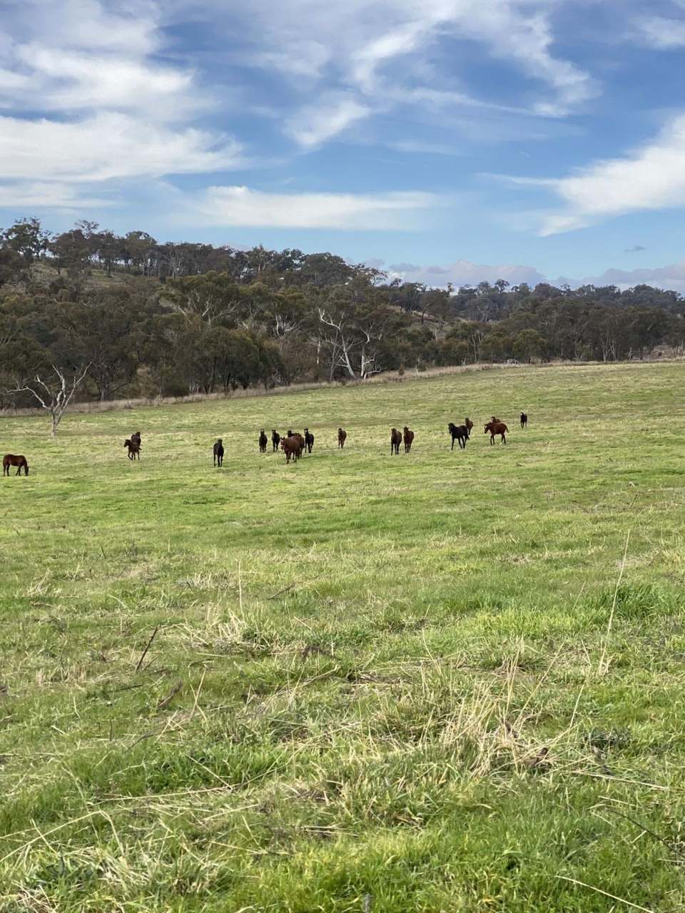 380 Bidgeeribbin Road, Bathurst For Sale by Farmbuy.com - image 10