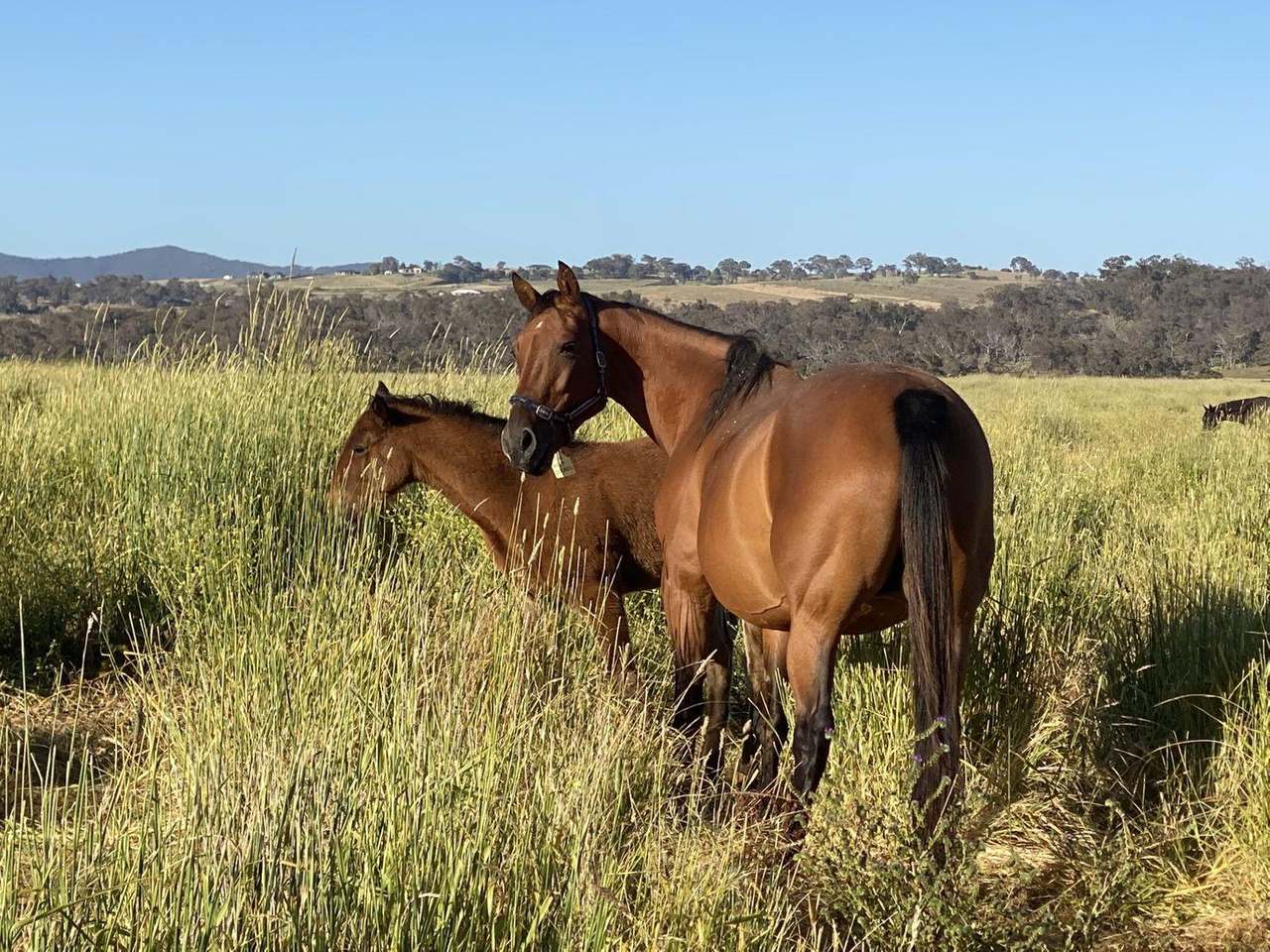 380 Bidgeeribbin Road, Bathurst For Sale by Farmbuy.com - image 28