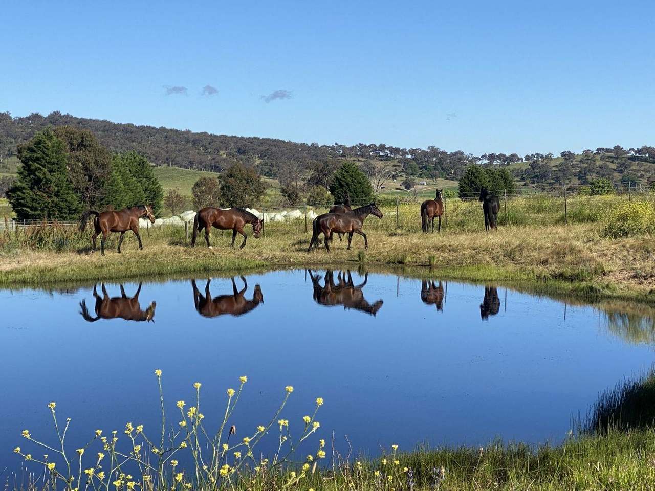 380 Bidgeeribbin Road, Bathurst For Sale by Farmbuy.com - image 26