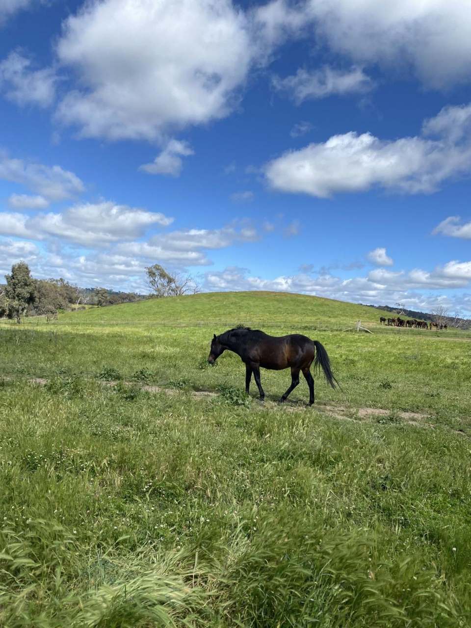 380 Bidgeeribbin Road, Bathurst For Sale by Farmbuy.com - image 13