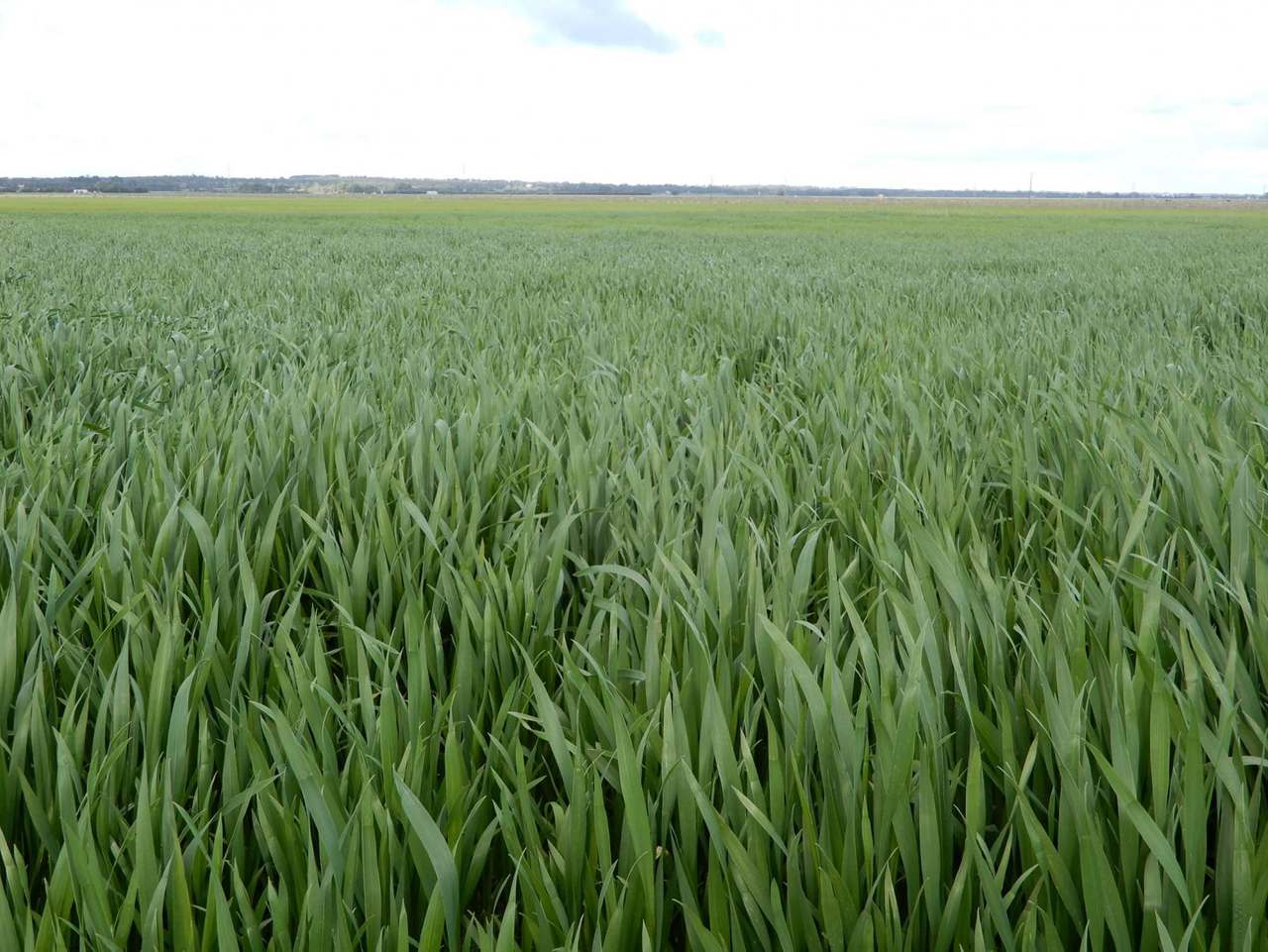"Brogans" Wardles Road, Naracoorte Sold by Farmbuy.com - image 11