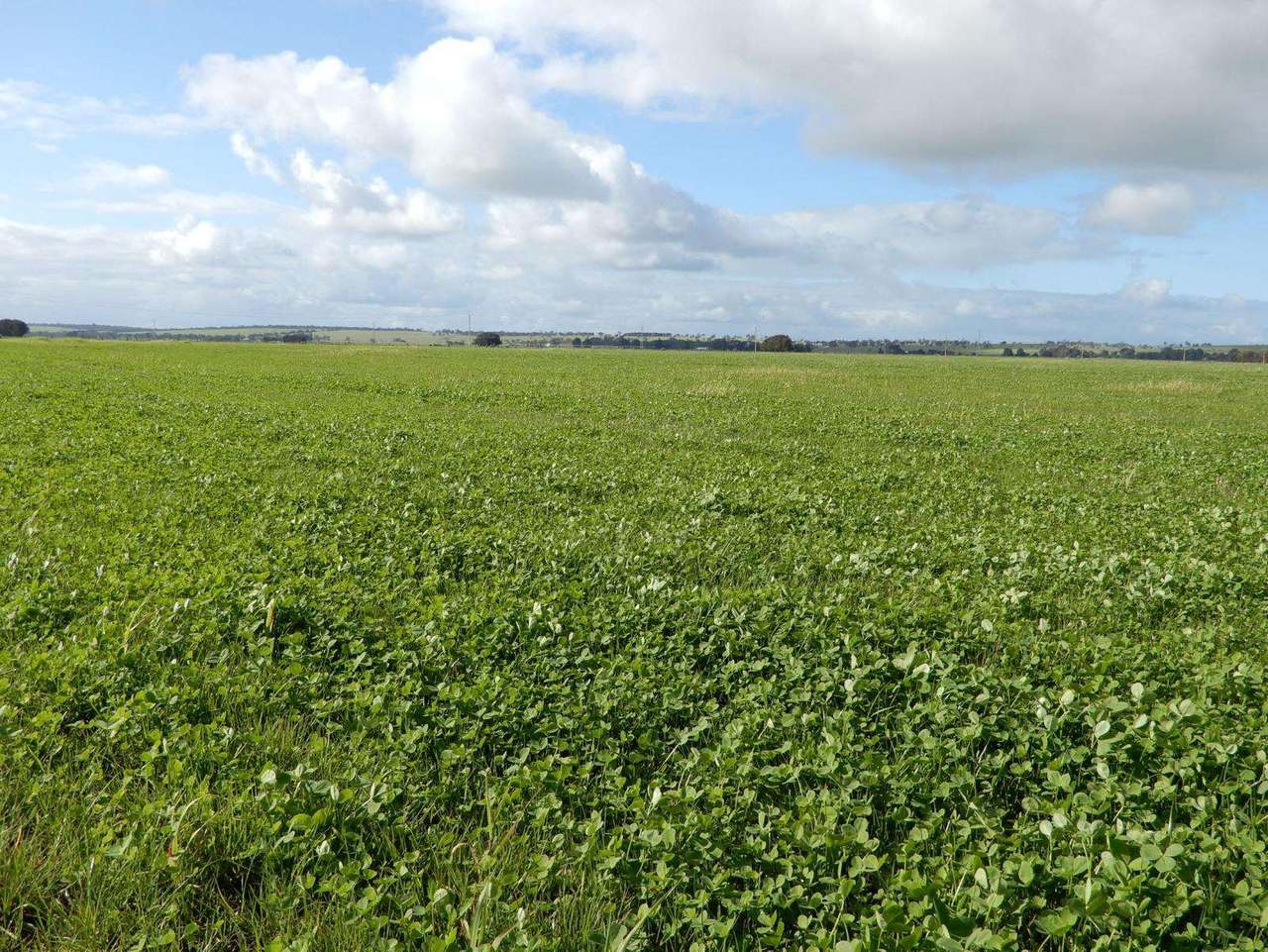 "Brogans" Wardles Road, Naracoorte Sold by Farmbuy.com - image 10