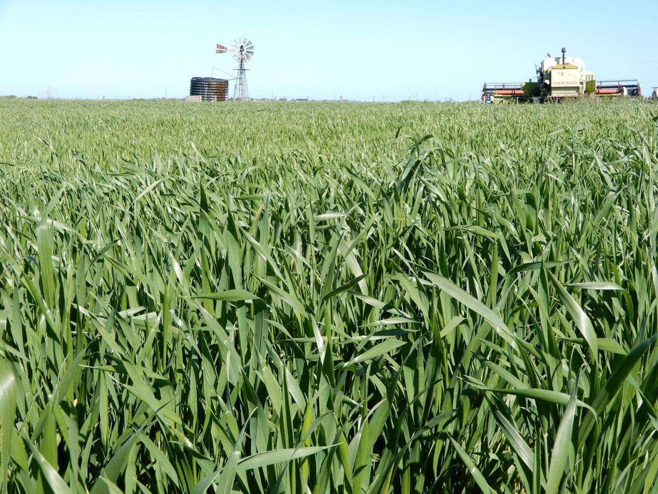 "Brogans" Wardles Road, Naracoorte Sold by Farmbuy.com - image 2