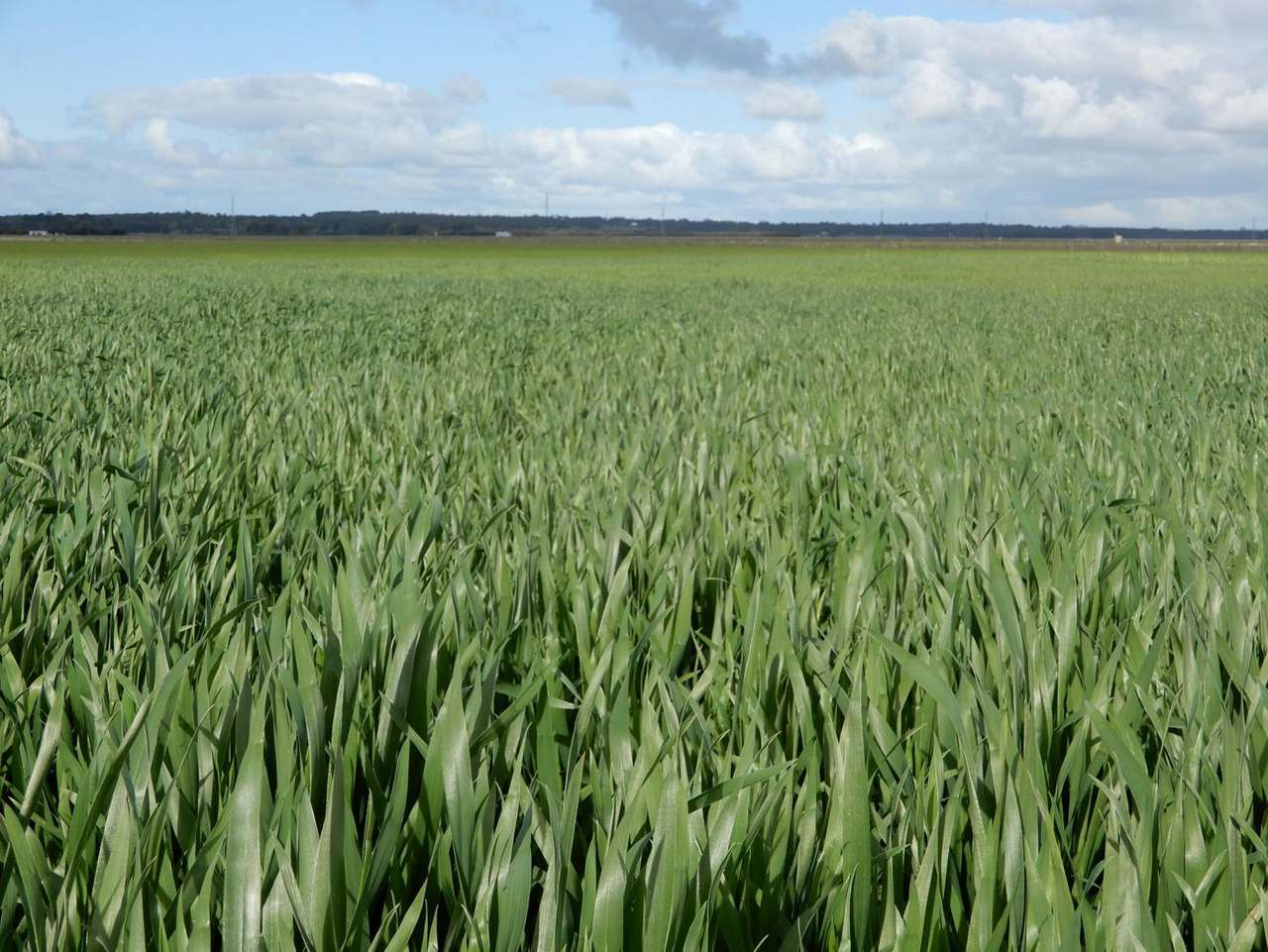 "Brogans" Wardles Road, Naracoorte Sold by Farmbuy.com - image 3
